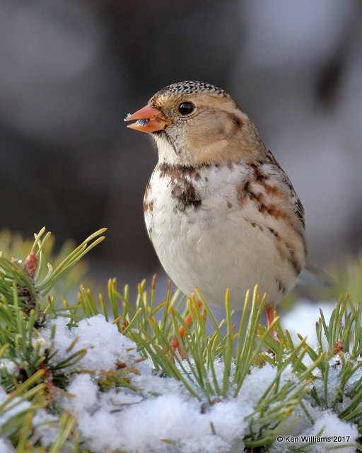 Harris's Sparrow, Rogers Co yard, OK, 12-24-17, Jda_17501.jpg