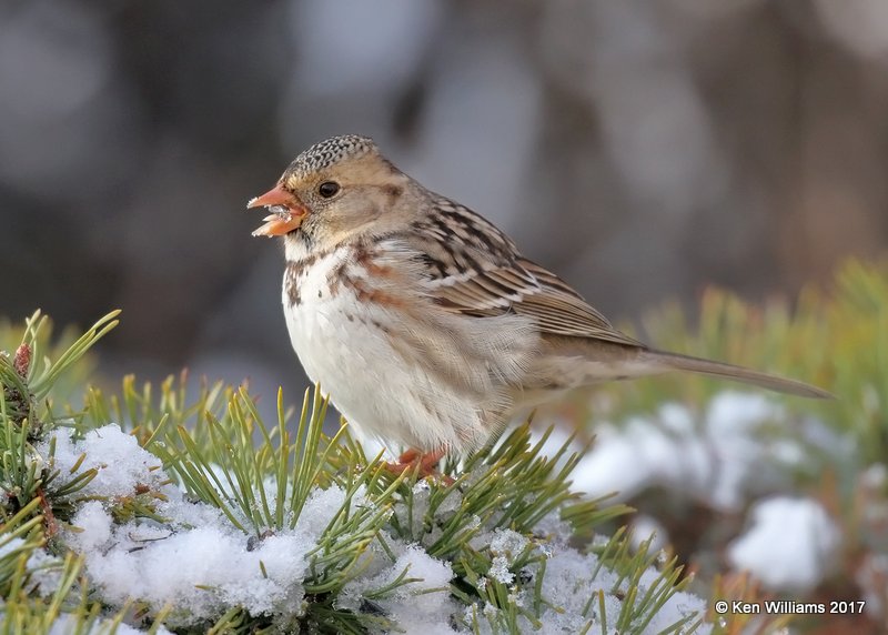 Harris's Sparrow, Rogers Co yard, OK, 12-24-17, Jda_17505.jpg