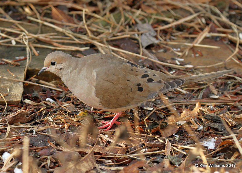 Mourning Dove, Rogers Co yard, OK, 12-24-17, Jda_17519.jpg