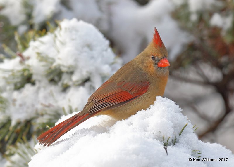 Northern Cardinal female, Rogers Co yard, OK, 12-23-17, Jdaw_17261.jpg