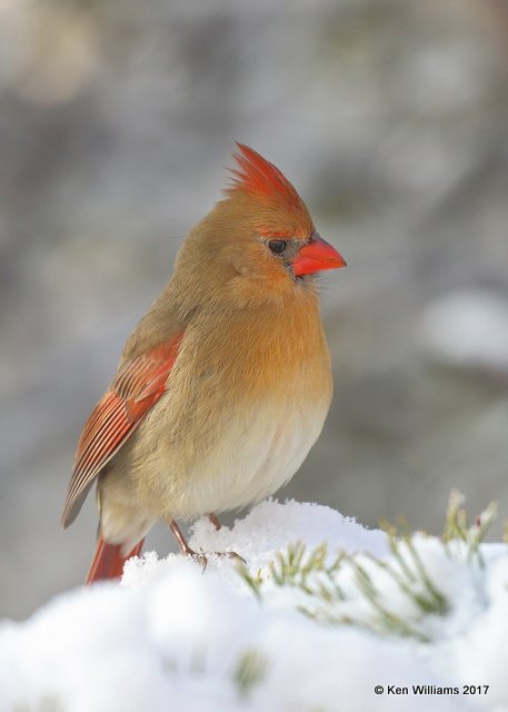 Northern Cardinal female, Rogers Co yard, OK, 12-23-17, Jdaw_17364.jpg