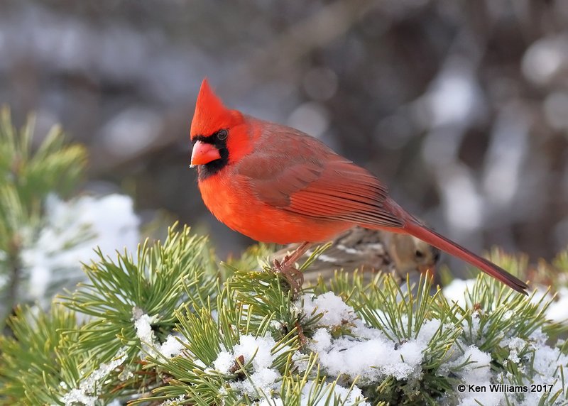 Northern Cardinal male, Rogers Co yard, OK, 12-24-17, Jda_17522.jpg