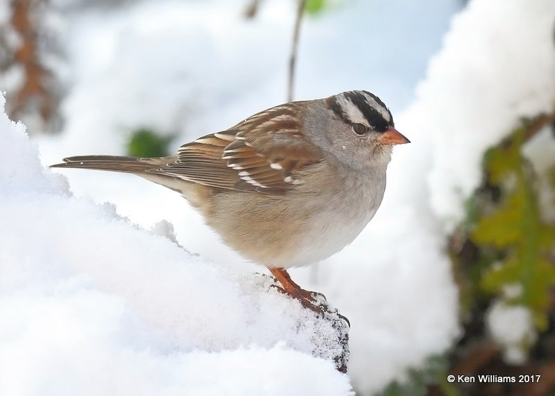 White-crowned Sparrow, Rogers Co yard, OK, 12-23-17, Jda_17322.jpg