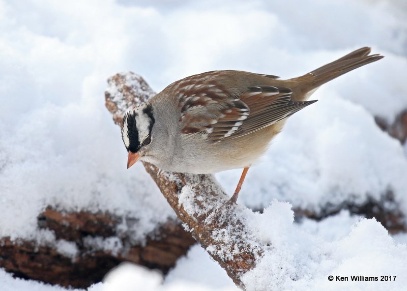 White-crowned Sparrow, Rogers Co yard, OK, 12-23-17, Jdaw_17260.jpg