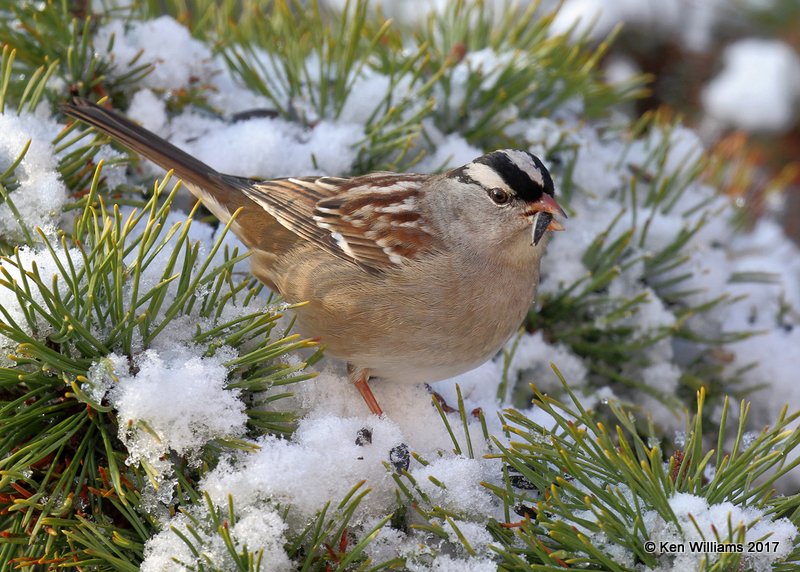 White-crowned Sparrow, Rogers Co yard, OK, 12-24-17, Jda_17454.jpg