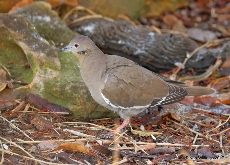 White-winged Dove, Rogers Co yard, OK, 12-24-17, Jda_17585.jpg