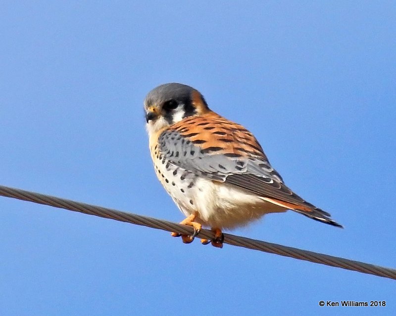 American Kestrel male, Grant Co, OK, 1-14-18, Jta_18231.jpg