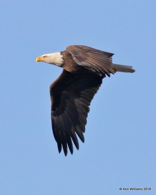 Bald Eagle adult, Tulsa Co, OK, 1-6-18, Jda_18027.jpg