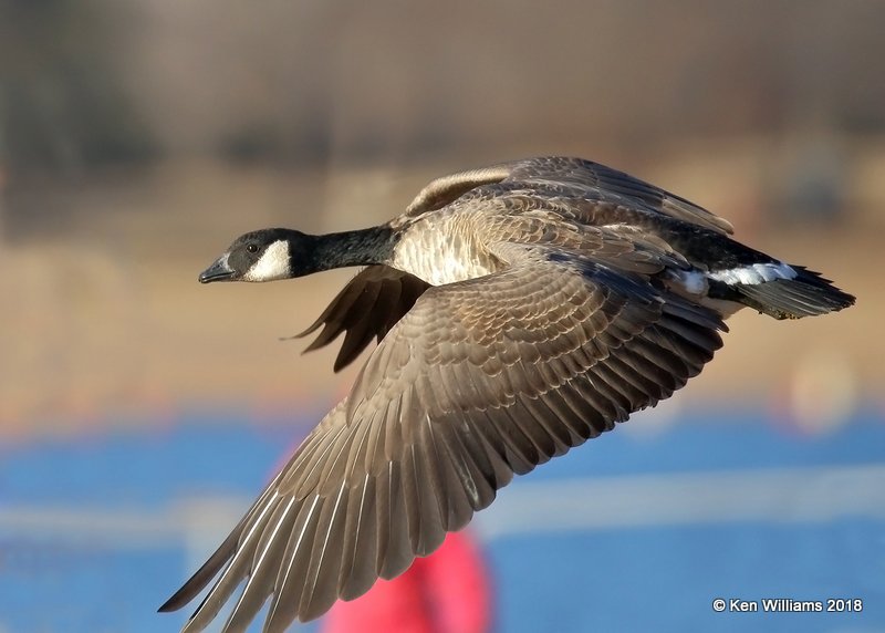 Cackling Goose - Richardson's, Kay Co, OK, 1-14-18, Jta_18393.jpg