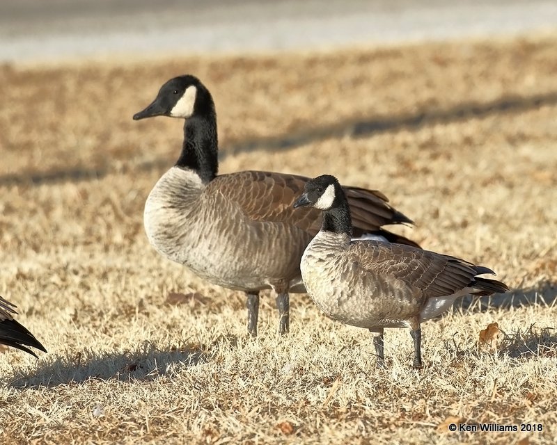 Canada - Common & Cackling - Richardson's Geese, Kay Co, OK, 1-14-18, Jta_18369.jpg