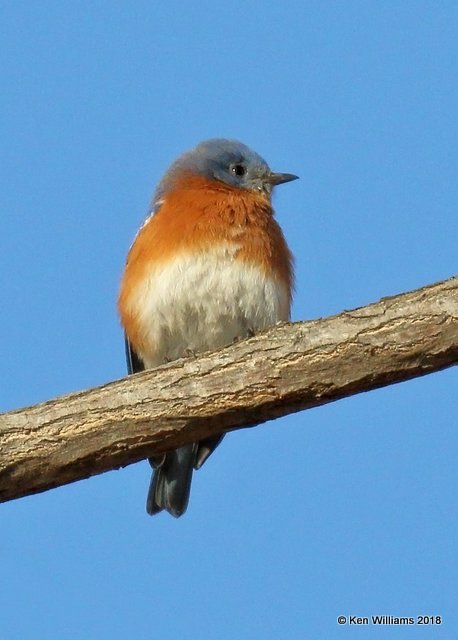 Eastern Bluebird male, Tulsa Co, OK, 1-6-18, Jda_18060.jpg