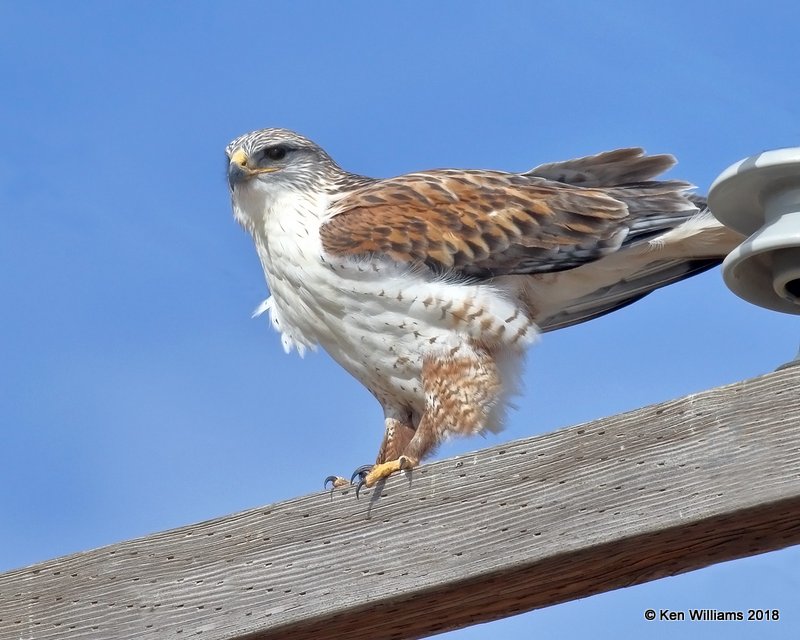 Ferruginous Hawk, Grant Co, OK, 1-14-18, Jta_18244.jpg