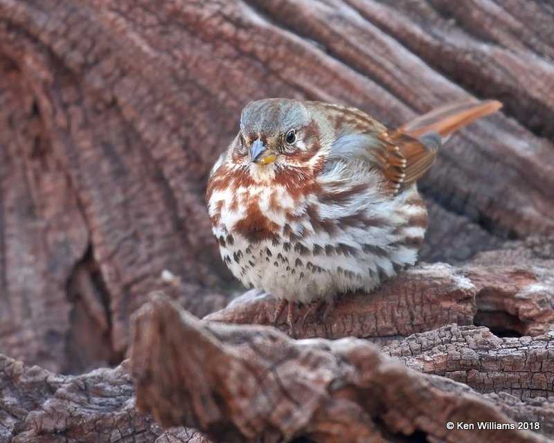 Fox Sparrow, Rogers Co yard, OK, 1-16-18, Jtca_18648.jpg