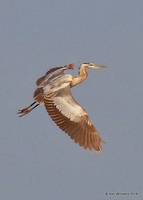 Great Blue Heron - leucistic, Tulsa Co, OK, 1-6-18, Jda_18048.jpg