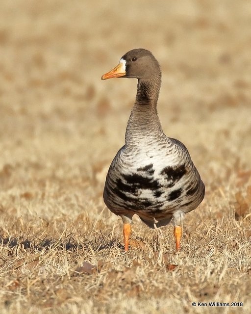 Greater White-fronted Goose, Kay Co, OK, 1-14-18, Jta_18378.jpg