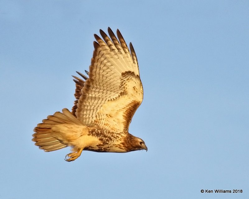 Red-tailed Hawk - Eastern,  Osage Co, OK, 1-14-18, Jta_18505.jpg