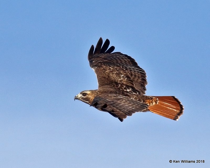 Red-tailed Hawk - Eastern, Grant Co, OK, 1-14-18, Jta_18328.jpg