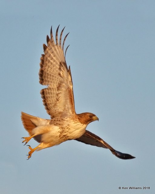 Red-tailed Hawk - Eastern, Osage Co, OK, 1-14-18, Jta_18513.jpg