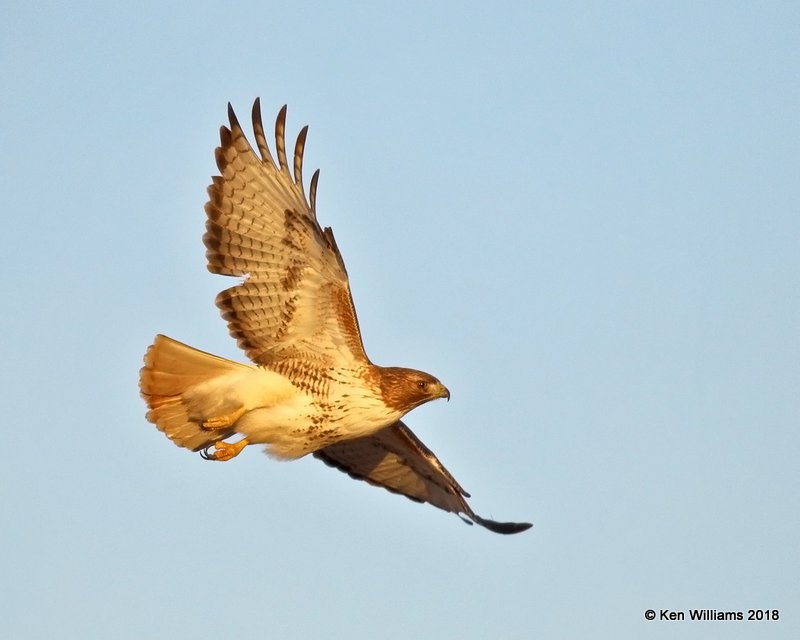 Red-tailed Hawk - Eastern, Osage Co, OK, 1-14-18, Jta_18516.jpg