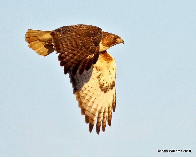 Red-tailed Hawk - Eastern, Osage Co, OK, 1-14-18, Jta_18517.jpg