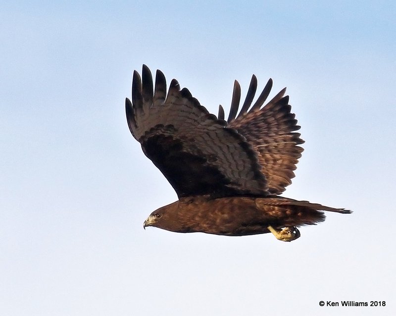 Red-tailed Hawk - Western dark phase, Osage Co, OK, 1-14-18, Jta_18446.jpg