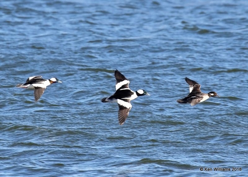 Bufflehead female right and males, Oklahoma Co, OK, 1-20-18, Jta_20148.jpg