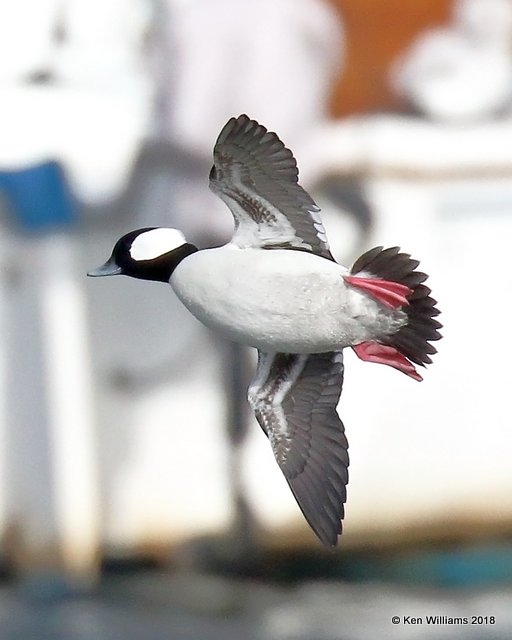 Bufflehead male, Oklahoma Co, OK, 1-20-18, Jta_19843.jpg