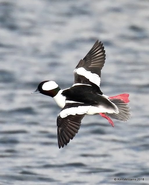 Bufflehead male, Oklahoma Co, OK, 1-20-18, Jta_19844.jpg