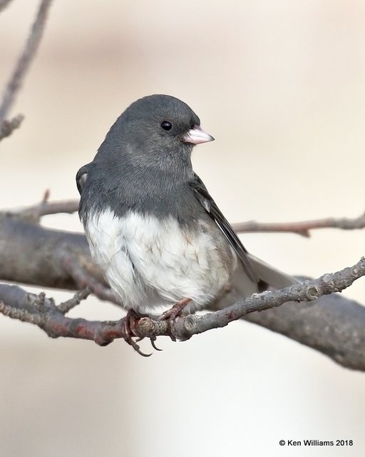 Dark-eyed Junco - Slate-colored variety, Oklahoma Co, OK, 1-20-18, Jta_19888.jpg