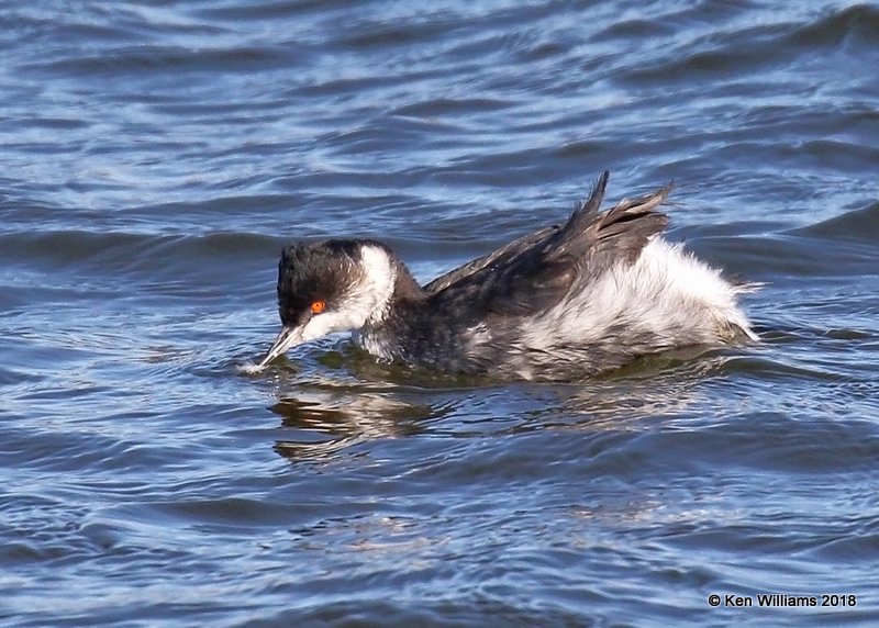 Eared Grebe non-breading, Oklahoma Co, OK, 1-20-18, Jta_20049.jpg