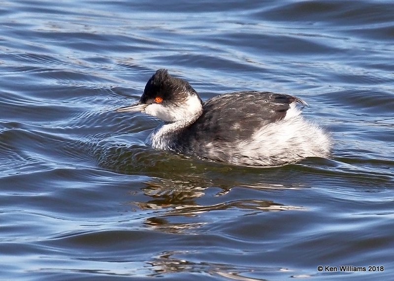 Eared Grebe non-breading, Oklahoma Co, OK, 1-20-18, Jta_20186.jpg