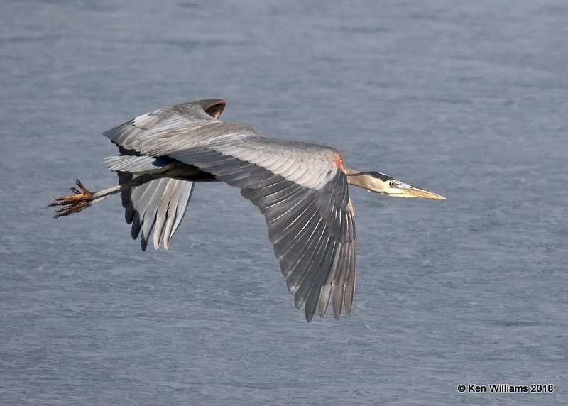 Great Blue Heron, Kay  Co, OK, 1-19-18, Jta_19031.jpg