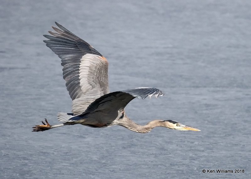 Great Blue Heron, Kay  Co, OK, 1-19-18, Jta_19032.jpg