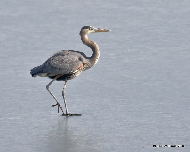 Great Blue Heron, Kay  Co, OK, 1-19-18, Jta_19047.jpg