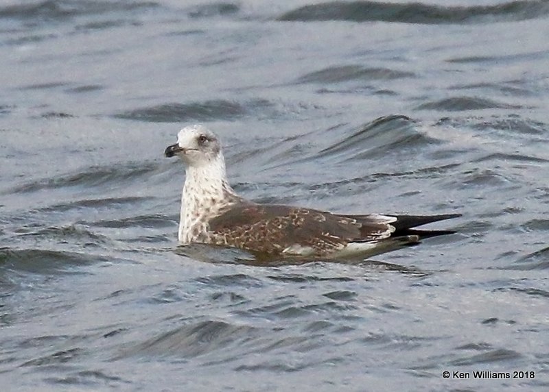 Lesser Black-backed Gull 3rd cycle, Oklahoma Co, OK, 1-20-18, Jta_19613.jpg