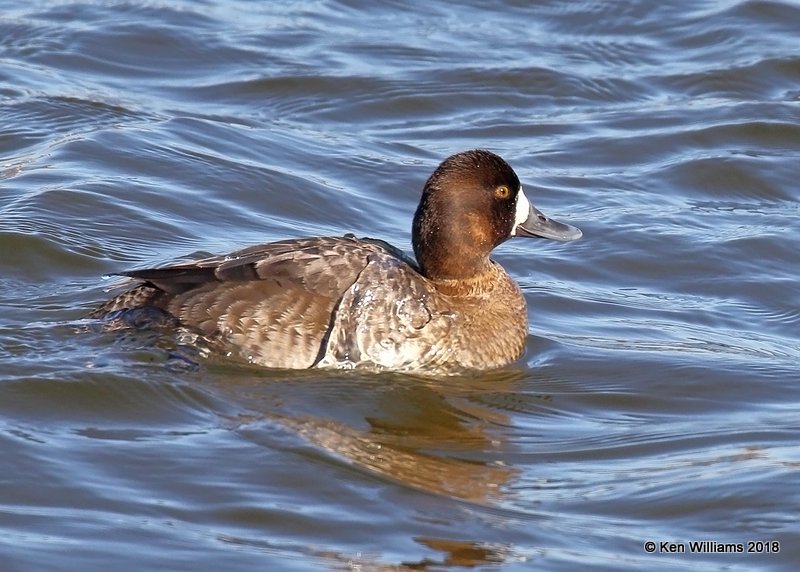 Lesser Scaup female, Oklahoma Co, OK, 1-20-18, Jta_20161.jpg