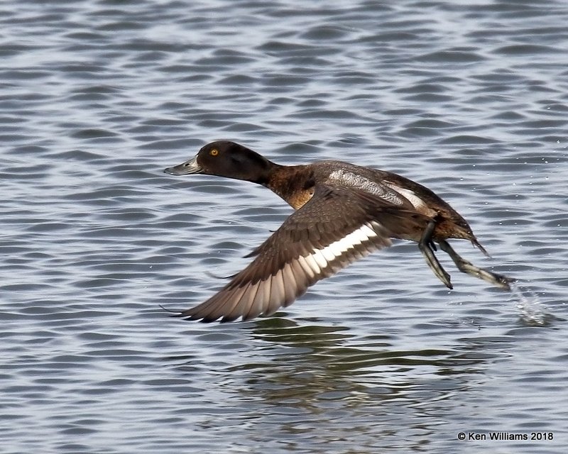 Lesser Scaup immature male, Pawnee Co, OK, 1-19-18, Jta_19293.jpg