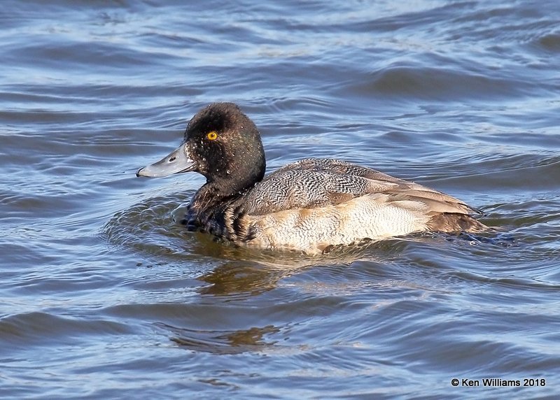 Lesser Scaup male, Oklahoma Co, OK, 1-20-18, Jta_20145.jpg