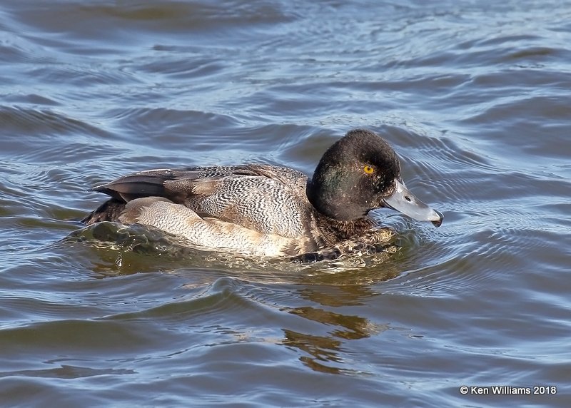 Lesser Scaup male, Oklahoma Co, OK, 1-20-18, Jta_20250.jpg