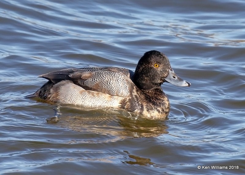 Lesser Scaup male, Oklahoma Co, OK, 1-20-18, Jta_20255.jpg