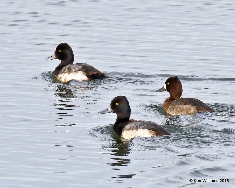 Lesser Scaup males left & female, Pawnee Co, OK, 1-19-18, Jta_19278.jpg