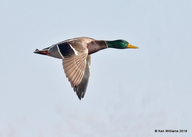 Mallard male, Oklahoma Co, OK, 1-20-18, Jta_20261.jpg