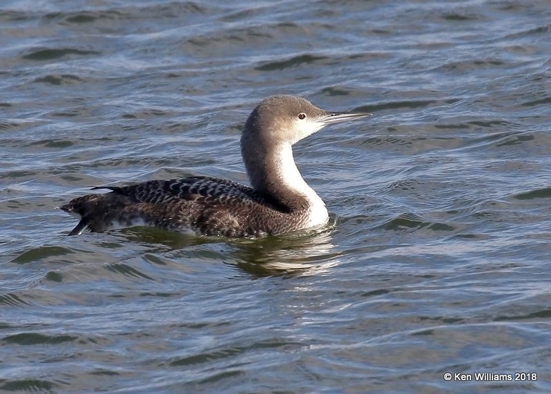 Pacific Loon nonbreeding, Oklahoma Co, OK, 1-20-18, Jta_19956.jpg