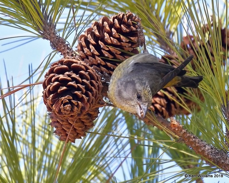 Red Crossbill female, Keystone Dam, OK, 1-24-18, Jta_20532.jpg