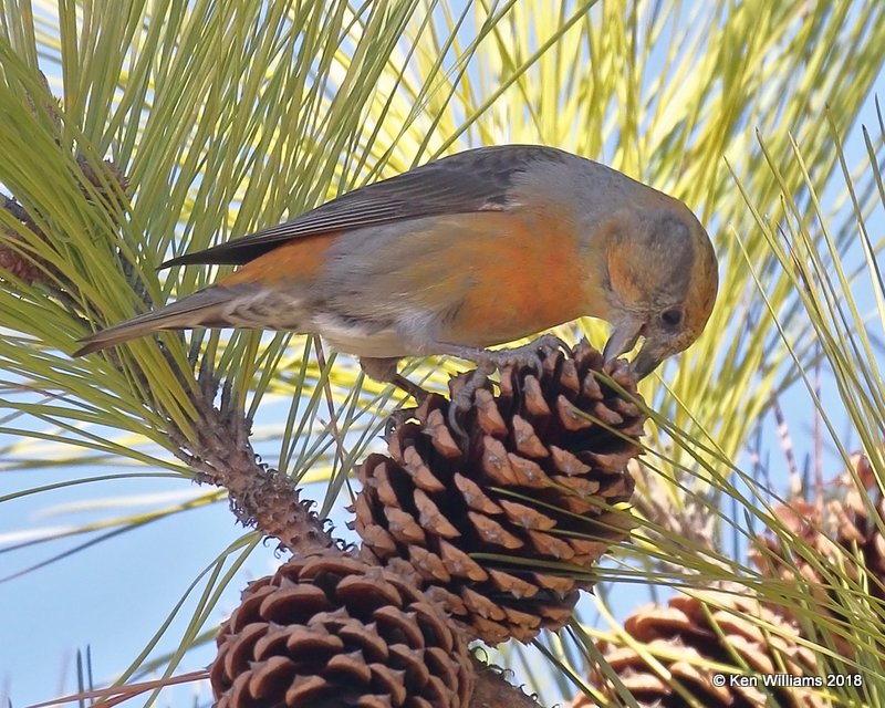 Red Crossbill male, Keystone Dam, OK, 1-24-18, Jta_20430.jpg