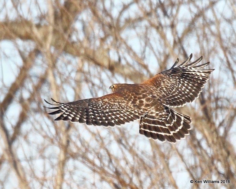 Red-shouldered Hawk, Tulsa Co, OK, 1-19-18, Jta_18903.jpg