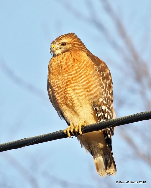 Red-shouldered Hawk, Tulsa Co, OK, 1-19-18, Jta_18907.jpg