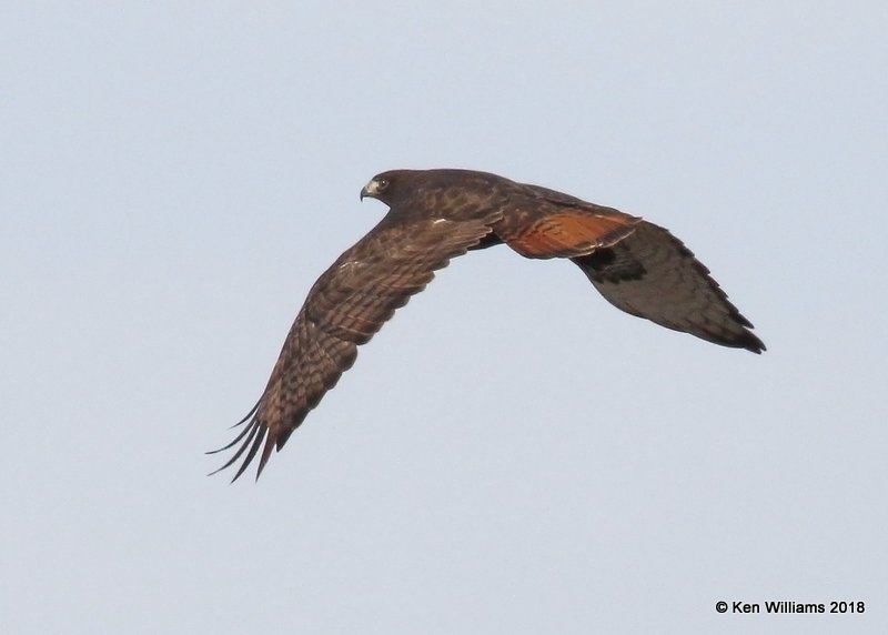 Red-tailed Hawk - Western dark phase, Osage Co, OK, 1-19-18, Jta_19014.jpg