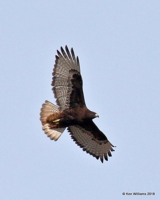 Red-tailed Hawk - Western dark phase, Osage Co, OK, 1-19-18, Jta_19020.jpg