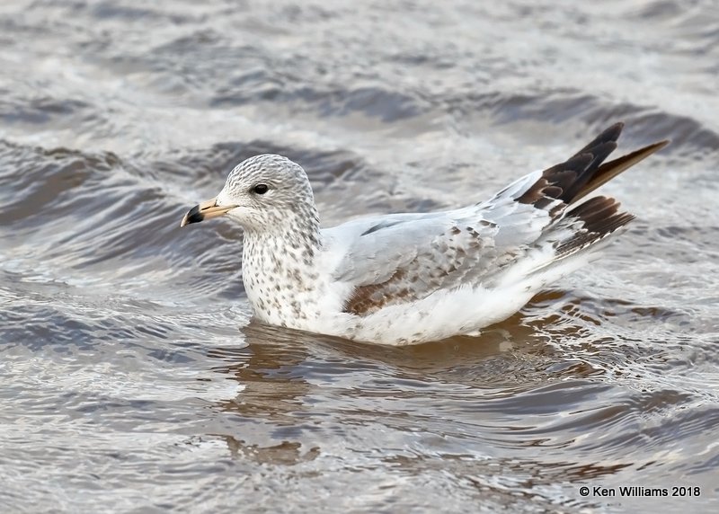 Ring-billed Gull 1st cycle, Oklahoma Co, OK, 1-20-18, Jta_19554.jpg